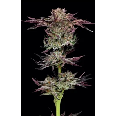 Humboldt Seeds Jelly Donutz Auto automatic 3 Samen