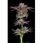 Humboldt Seeds Jelly Donutz Auto automatic 3 Samen