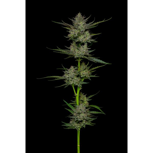 Humboldt Seeds Sour Apple Auto automatic 3 Samen