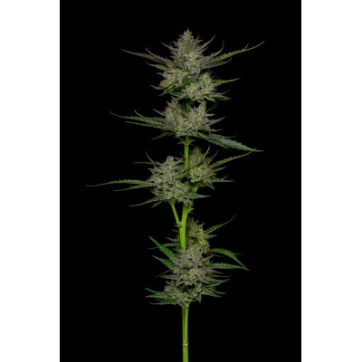 Humboldt Seeds Sour Apple Auto automatic 3 Samen