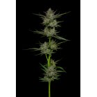 Humboldt Seeds Sour Apple Auto automatic 3 Samen