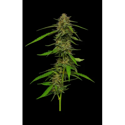 Humboldt Seeds Strawberry Cheesecake Auto automatic 3 Samen
