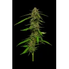 Humboldt Seeds Strawberry Cheesecake Auto automatic 3 Samen