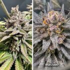 Dutch Passion Blue Zushi feminisiert 3 Samen