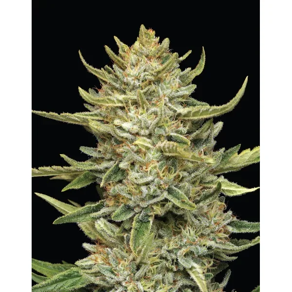 Humboldt Seeds Humboldt Sour Diesel Auto automatic 3 Samen