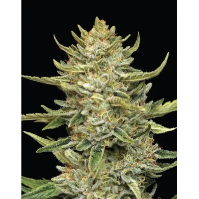 Humboldt Seeds Humboldt Sour Diesel Auto automatic 3 Samen