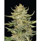 Humboldt Seeds Humboldt Sour Diesel Auto automatic 3 Samen
