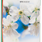 Bio Nova PK13/14 1L Blütedünger Grow Nährstofflösung Blüte Indoor